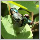 Calliphoridae sp - Schmeissfliegen 01.jpg